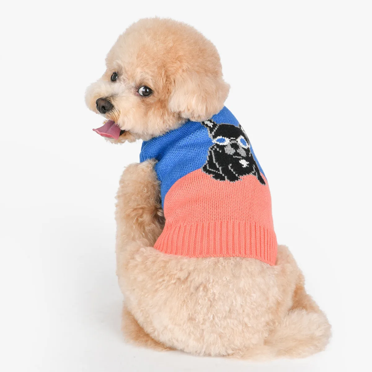 Bruno Dog Sweater